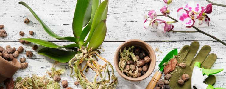 How to repot an orchid