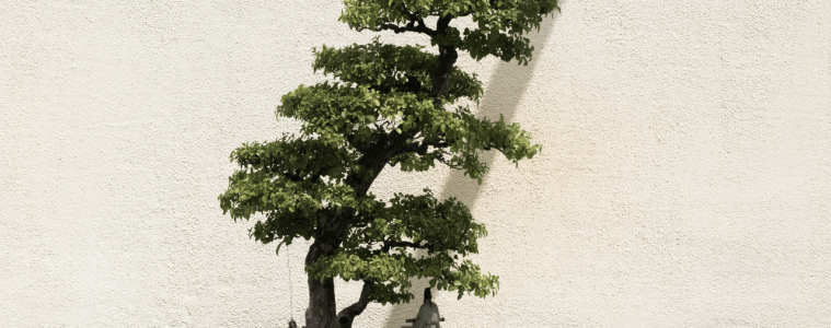 Tips for growing a bonsai tree (1)