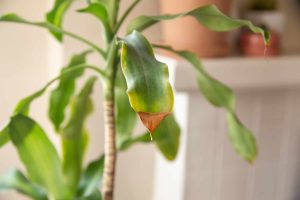 Winter signs - houseplant care