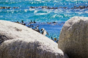 Just in: Boulders Beach is the second-best beach in the world