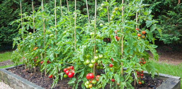 Tomato plants with ripe red tomatoes growing outdoors