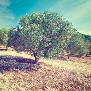 The Olea europaea subsp. africana Wild Olive tree