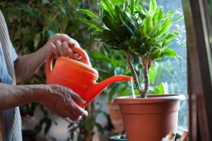 Watering plants after propagating it