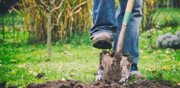 Gardener digging in a garden with a spade.