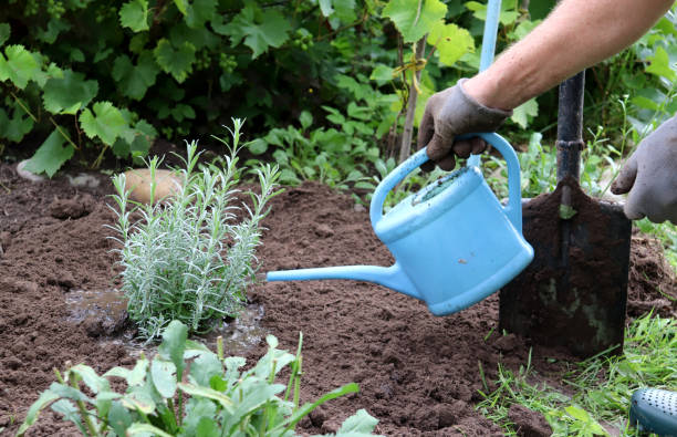 Gardener watering a newly planted crop on healthy garden soil.
