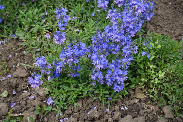 Blue moneywort miniature plants in garden 