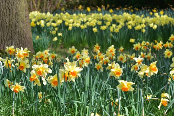 Daffodils in full bloom in a garden 