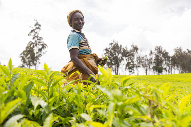 Female farmer works in the fields in the warmer regions on Africa