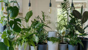 How to care for your houseplants more sustainably