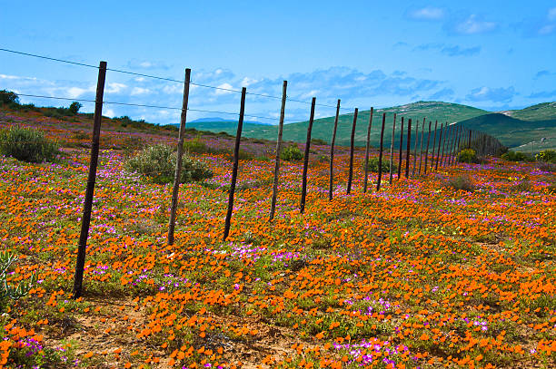 Floral blooms in the Namaqualand region 