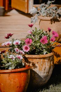 8 creative ways to arrange potted plants