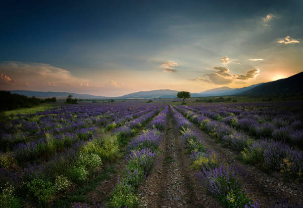 Lavender blooming in summer, beautiful sunset behind.