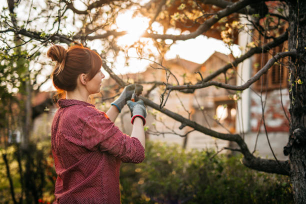 Young Woman in , Pruning Trees in winter sunset