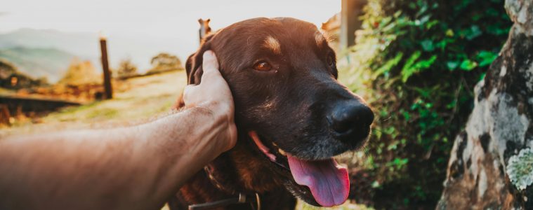 Pet friendly wine farms