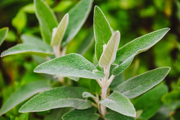 Sage plant growing in a garden