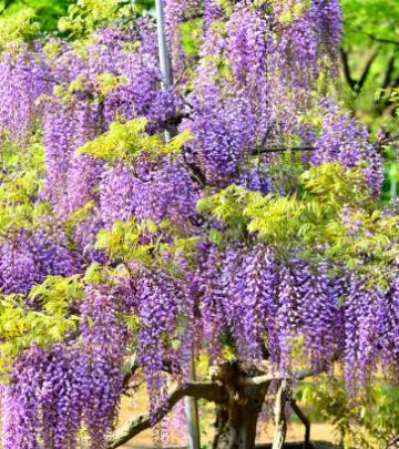 Graceful Wisteria Tree with lush leaves