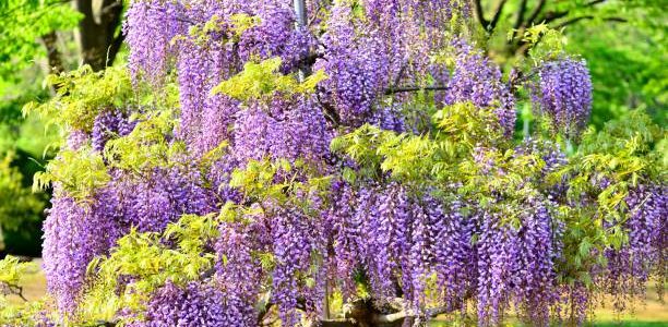 Graceful Wisteria Tree with lush leaves