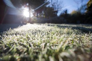 Frost covered lawn in a yard