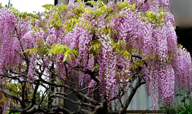 Wisteria tree being graceful and attractive for spring season