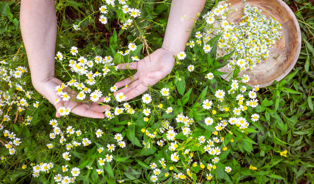 Woman hand pick camomile herbal flower blooms