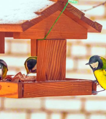 birds eating seed from bird feeder. Feeding birds in winter.