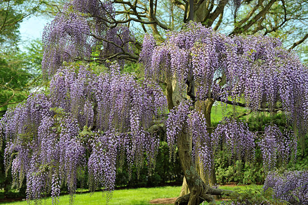 Wisteria tree plants blooming in the garden