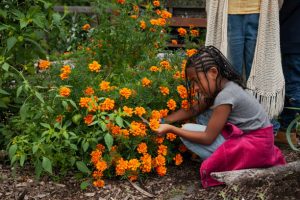 Young girl picking marigold flowers in garden