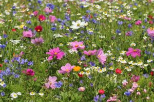 Colourful edible flowers in summer garden