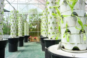 Sustainable agriculture lettuce on vertical aeroponic tower system