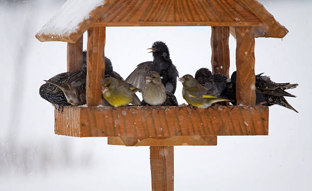 Birdhouse sheltering birds during winter snow