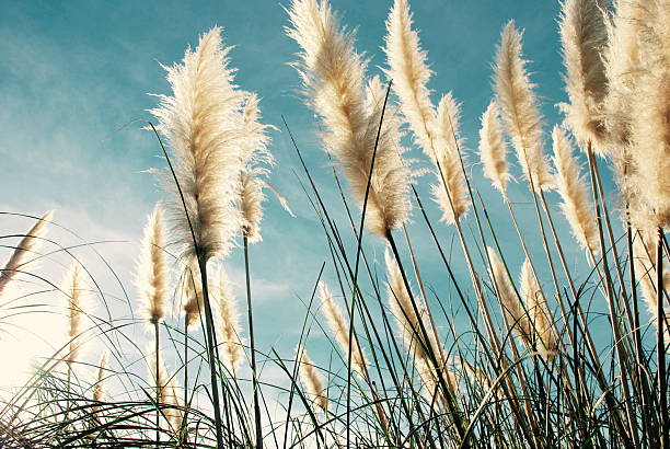Pampas grass heads blowing in the breeze