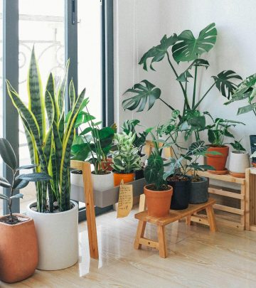 Moving? Here's how you can protect your plants