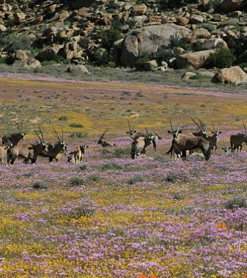 Gemsbok grazing on the floral blooms of the Namaqualand arid desert