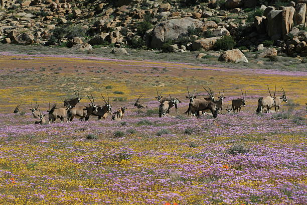 Gemsbok grazing on the floral blooms of the Namaqualand arid desert