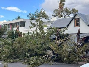 Stellenbosch Wine Routes plans to plant 1000 trees after storm