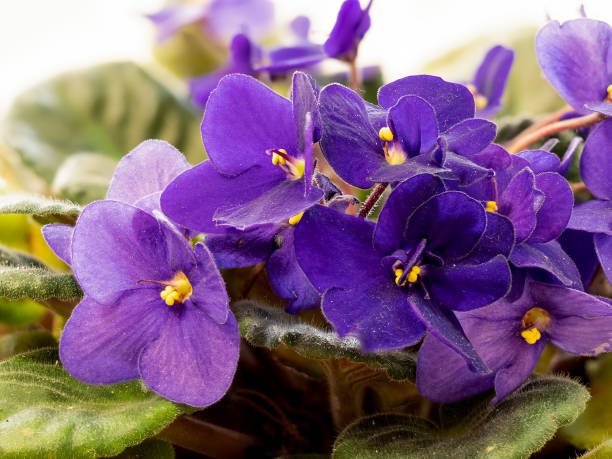 african violet houseplant with blurred background