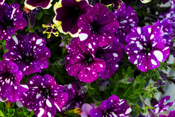 Petunia night sky flowers with green leaves and buds.