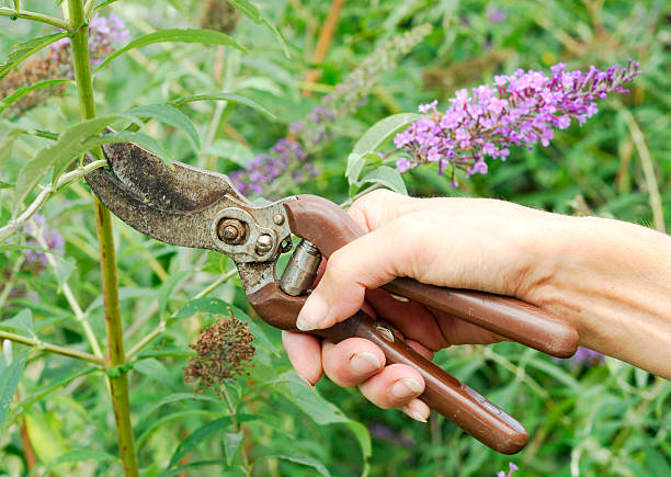 Pruning a Butterfly bush with pruning shears