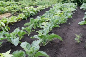 Rows of cabbage seedlings in winter garden growing