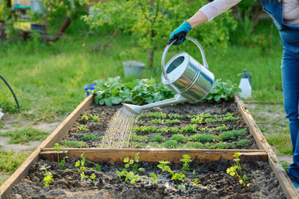 Gardener woman with watering can watering her no-dig garden plants