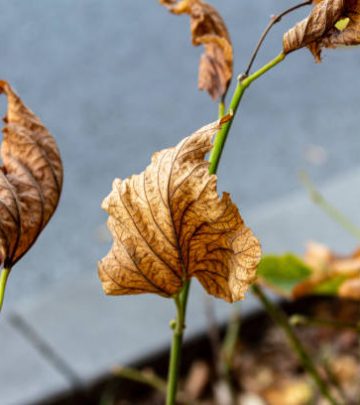 Dry leaves on branch in tree branch preparing for dormancy