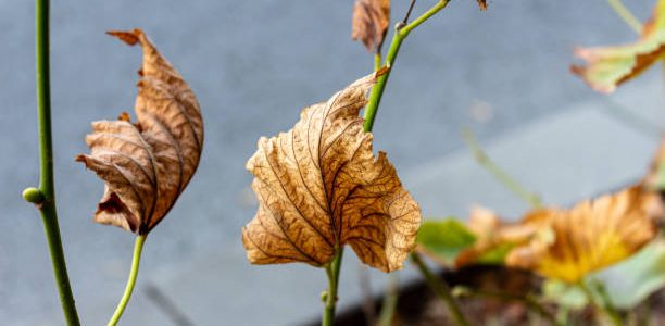 Dry leaves on branch in tree branch preparing for dormancy