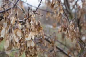 Dornant Dry autumn seed scales leaves with dew on the bare branches of tree.