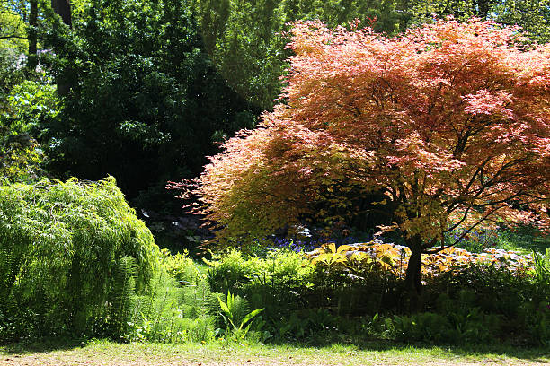 Dwarf Japanese maples (green and pink), growing in full sun in a landscaped oriental garden. 