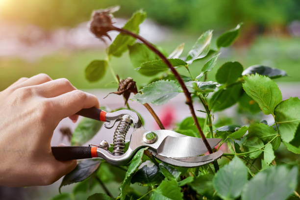 Girl pruning rose bushes with pruning shears in late winter