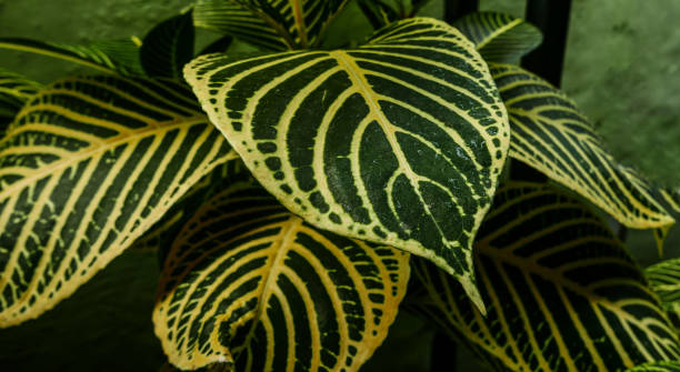 Picture of leaves from a plant called Aphelandra squarrosa (ZEBRA PLANT)
