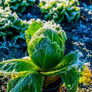Growing cabbages with morning frost in a garden full of veggies