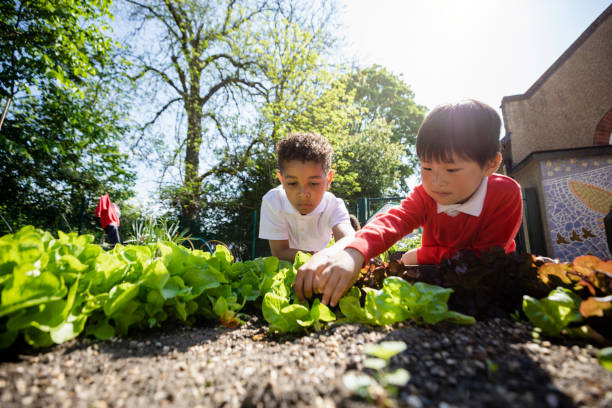 A low angle of two schoolboys planting seedlings and doing gardening together in the school garden.