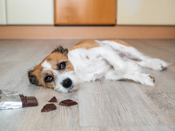 Weak dog laying next to harmful chocolate for him 