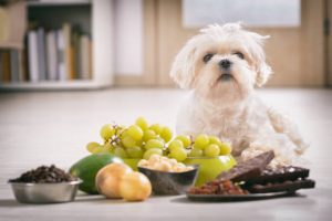 Little white maltese dog and food ingredients toxic to him